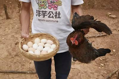 初生蛋与肉——营养与美味的双重奏